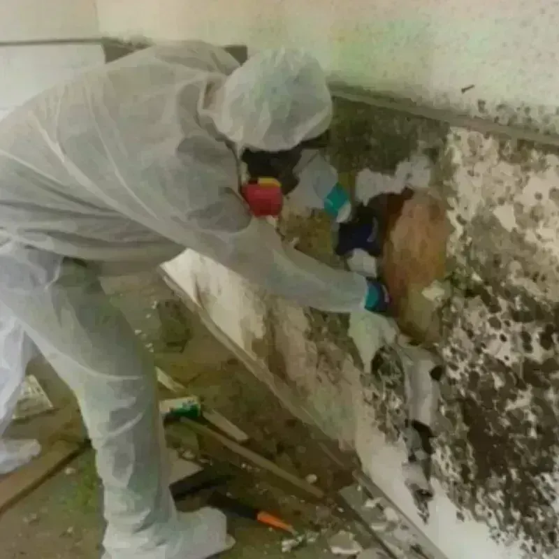 Mold Remediation and Removal in Waimalu, HI